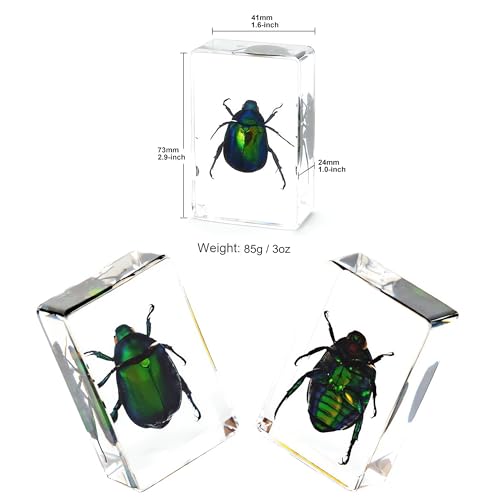 Image of 9pcs Taxidermy Beetle Moth Scorpion, Real Bug Specimens in Resin, Science Educational Classroom Specimens, Clear Sealed for Closer-Look & Study in Healthy, Unique Amazing Gift (2.9x1.6x1.0-inch)