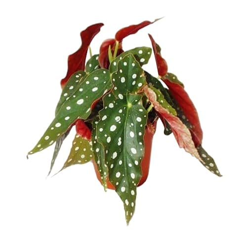 Begonia Maculata Planta Natural para Exterior y Riego Moderado