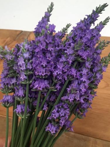 Lavandula x Intermedia Sensational!® (Lavender)