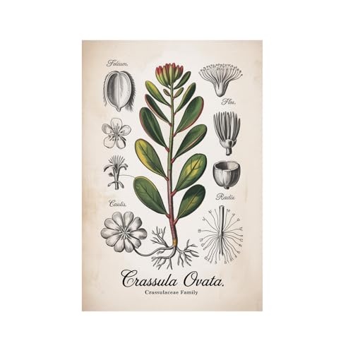 Crassula Ovata Jade Plant Botanical Illustration Vintage Succulent Scientific Poster (1) Printing Posters Unframe-style 08x12inch(20x30cm)