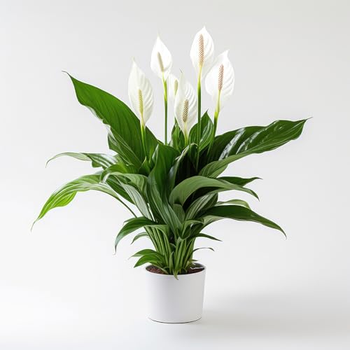 YouGarden Peace Lily Indoor Plant Spathiphyllum Sweet Silver Established Plant in 13cm Pot House Plants for Purifying Air Perfect for Homes and Offices
