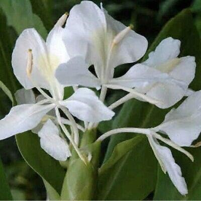 Butterfly Ginger White Fragrant Hedychium Coronarium 1 Live Baby Plant Fresh