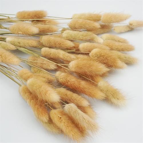 Pampas Grass Large Bunny Tails Flores Secas Naturales miniatura 5