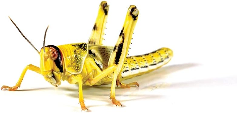 Monkfield Nutrition - Extra Large Live Locusts - 36-42mm - Popular Reptile Food - Letterbox Friendly