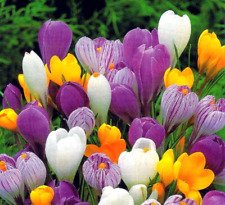 Large Crocus Mix of 20 Flowers Bulbs - Crocus Fall