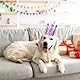 Kinretixia 4 Stück kleine Hundegeburtstagshüte, Katzengeburtstagshüte, verstellbare Hundegeburtstagspartyhüte für Katzen, Hunde, Haustier-Geburtstagsparty-Zubehör