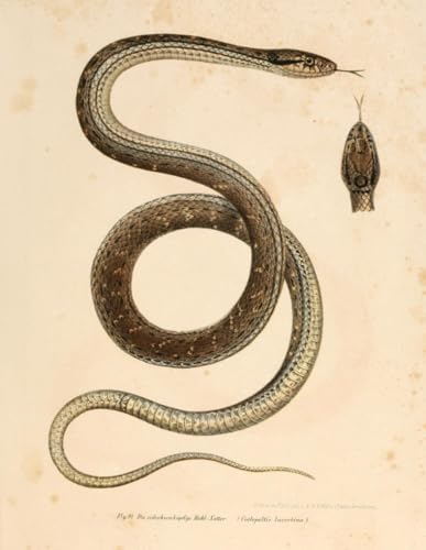 Composition Notebook: Vintage Montpellier Snake Illustration