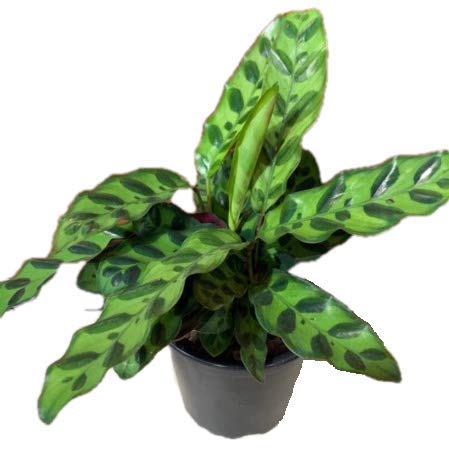 The Four Seasons Calathea Lancifolia Insignis | Rattle Snake Plant | Rare Natural Live Prayer Plant in Pot (B07RMKFHD7) Amazon Price History, Amazon Price Tracker