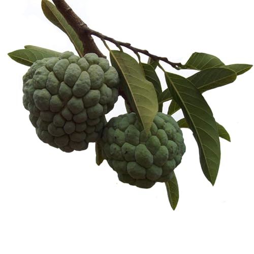 Genérico, Muda de Araticum Do Cerrado 20 a 40cm AMK - Plantas Online