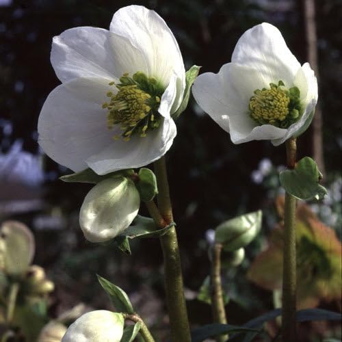 Plant World Seeds - Helleborus Niger Seeds (Perennial Flower Seeds)