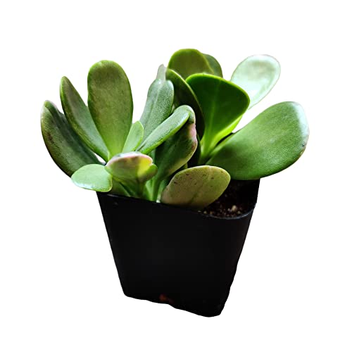 Uskc Live Succulent Cactus Plants (2"Pot Senecio Jacobsenii Trailing Jade) #TOP6