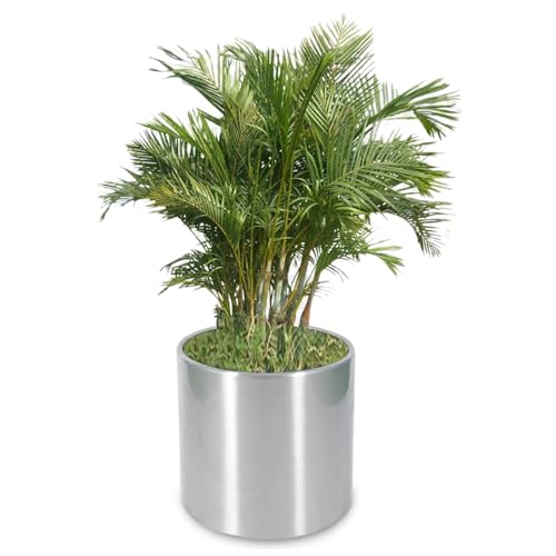 Image of Prime Stainless Steel Planter Pot | 45X45 Cms | Tree Pot | Matt Finish with External Clear Coated and Inner FRP Water Proofing Liner | 1 Pcs