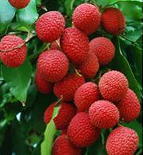 Zumari 25 pezzi di semi di litchi