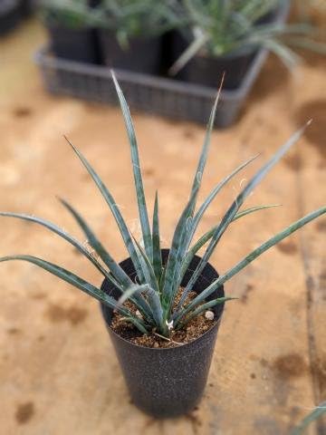 Amazon.co.jp: ユッカ フィリフェラ 5号お任せ 実生苗 Yucca