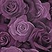 Price comparison product image Austin Rose Purple 675601