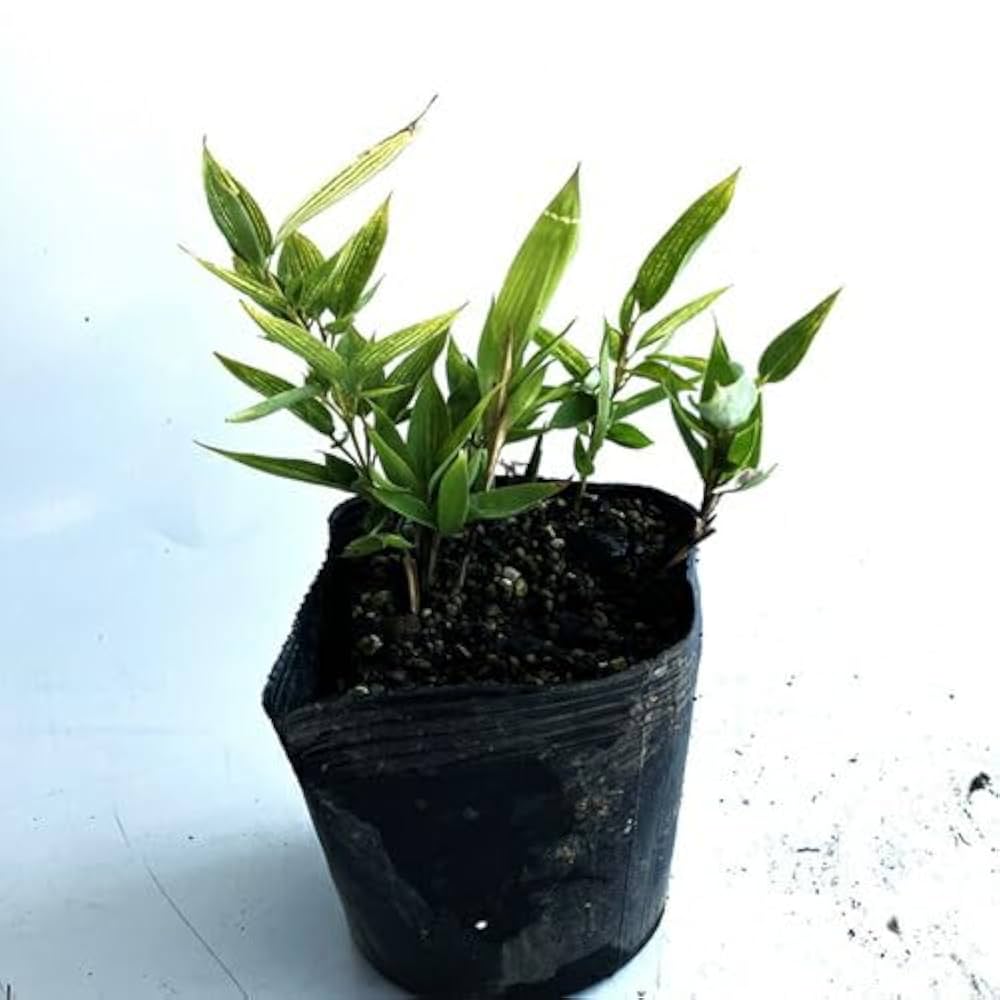 とうふ苗木 サボテン兜 兜錦 抜き苗の通販 by momo's shop｜ラクマ