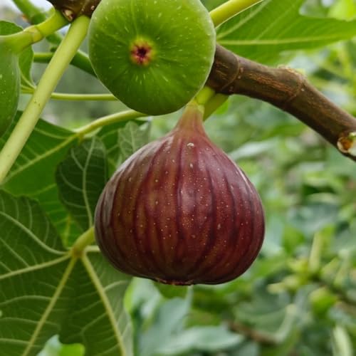 semillas de higuera resistentes   regalos de frutas para los amantes del jardín plantas columnares de balcón frutal frutas exóticas plantas decorativas regalos sostenibles semillas de 400pcs