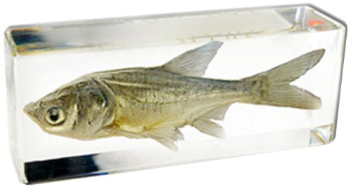 REALBUG Big Head Carp Fish Paperweight (4.4x1.6x1.1)