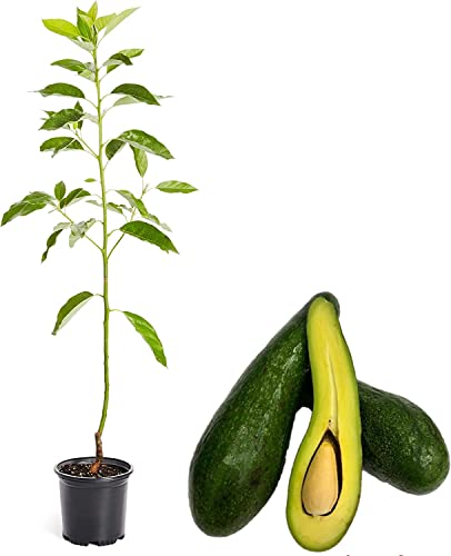 Aguacatero | DECOALIVE | Árbol de Aguacates | Planta Tropical | Mide ± 150cm de Altura