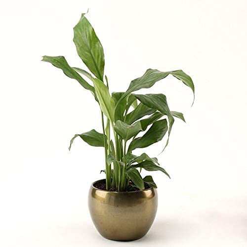 Vibrant Green Peace Lily Plant In Beautiful Brass Metal Pot | Home décor | Décor | Indoor Plants For living Room | Indoor Plants | Birthday Gift (B09FZQCJCS) Amazon Price History, Amazon Price Tracker