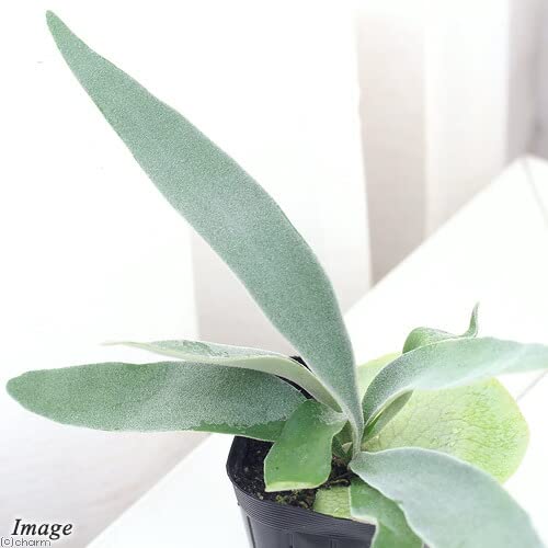 Amazon.co.jp: 《一時非表示》（観葉植物）コウモリラン