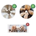 Puppy Dog Bowl, Stainless Steel Multiple Puppies Feeder, Dogs Basic Food and Water Bowls Weaning Dish for Small, Medium and Large Dogs Pets - Image 4