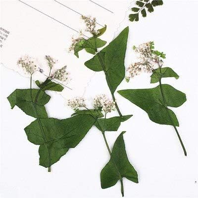 Lizanan 家の装飾 自然ホワイト色の組み合わせ押し花は 永遠のフェイシャル装飾が Lizanan 家の装飾 自然ホワイト色の組み合わせ押し花は 永遠のフェイシャル装飾が