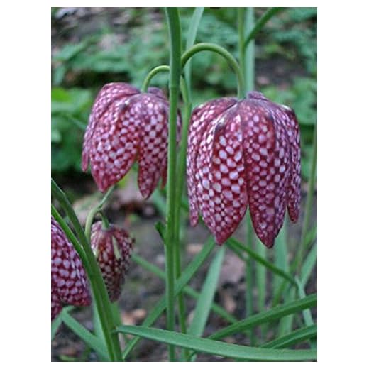 10 graines de FRITILLAIRE DAMIER (Fritill aria Meleagris) E566 CHECKERED LILY SEED