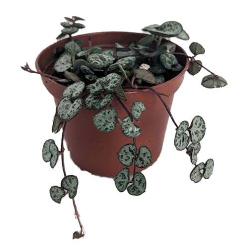 Hirt's Gardens String of Hearts