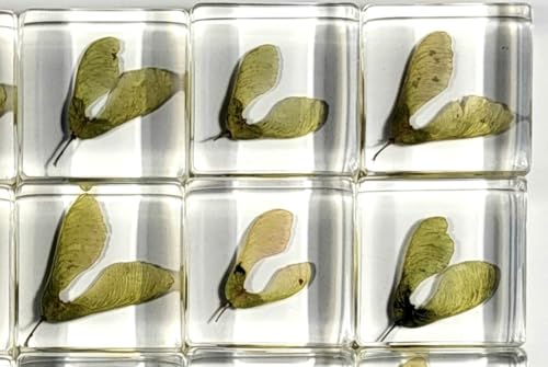 Image of 38mm Real Maple Seeds (Green) in Crystal Clear Lucite Resin Specimen Dried Pressed Botanist Herb Herbarium Crafts Collection for Botany Science Education & Desk Ornament Display Supplies
