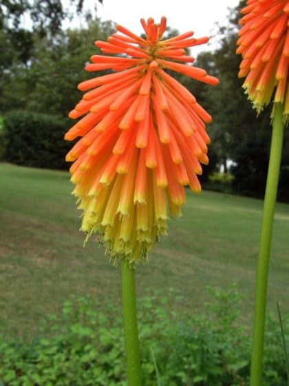 Exotic Hot Poker Torch Lily Bulbs Effortless Growth for Year-Round Home & Garden Beauty with Kniphofia Tritoma Giant Root/Bulb Perennial Summer Blooms pack of 3 K.NORTHIAE)-image-41