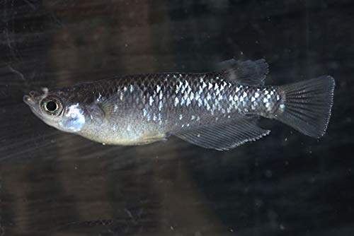 代理出品です！ ブラックダイヤ・オーロラ黄ラメ・灯錦メダカ子供各10