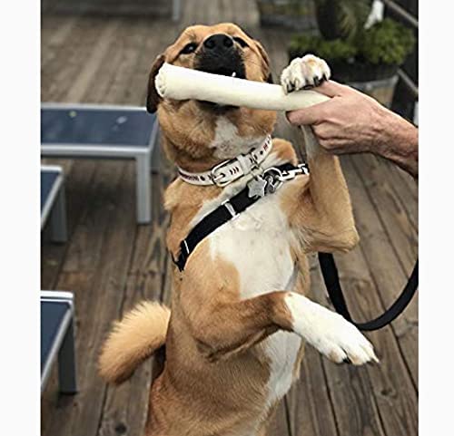 MS PET HOUSE Chews Retriever Rawhide Rolls - 5-6 Inches Each, Single Sheet of 10 Rolls, Natural Rawhide Dog Treats, Ideal for Behavioral Chewing, Promotes Dental Health, and Effective Chew Solution (B09GQ1HCHT) Amazon Price History, Amazon Price Tracker