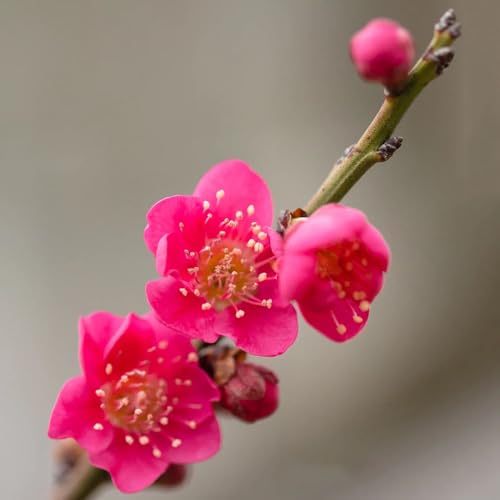 300 piezas Semillas ciruelo - de interior del prado de primavera, resistentes para el jardín perennes resistentes balcón balcón