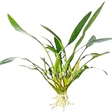 CANTON AQUATICS Cryptocoryne Crypt Lucens Small
