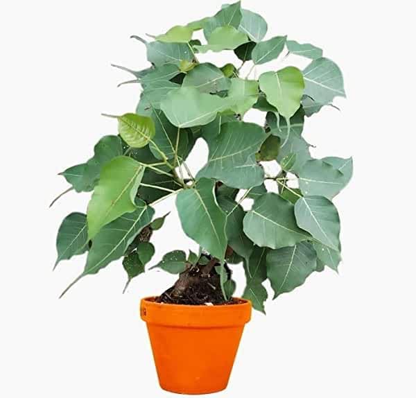 Pipal Live Plant Vishnu Dev Vastu Live Plant for Home Pooja & Natural Air Purification (B0CPBMMHXR) Amazon Price History, Amazon Price Tracker
