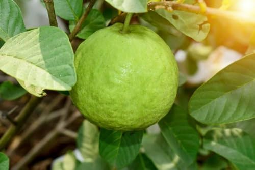 Image of Alltime Nagpur Seedless Sweet White Fleshed Guava plant,CF SG43