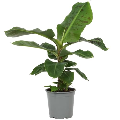 I GIARDINI DI GIULIA - Musa Tropicana Banano Nano, Pianta Vera Tropicale da Interno, Altezza 70cm, Vaso 20cm diamtero, Foglie Verdi Esotiche, Purificante, Decorativa per Casa e Ufficio