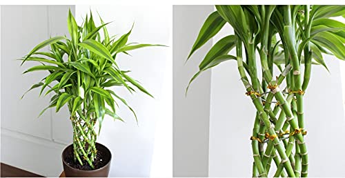 Amazon｜ミリオンバンブー（6号）｜観葉植物 オンライン通販