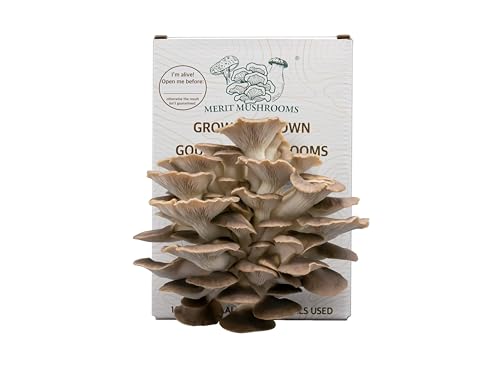 Merit Mushrooms - Large Summer Oyster Mushroom Growing Kit | Ready-to-Grow | Cut and Spray | Mushrooms in as Little as 2 Weeks | Grow Your Own Mushrooms