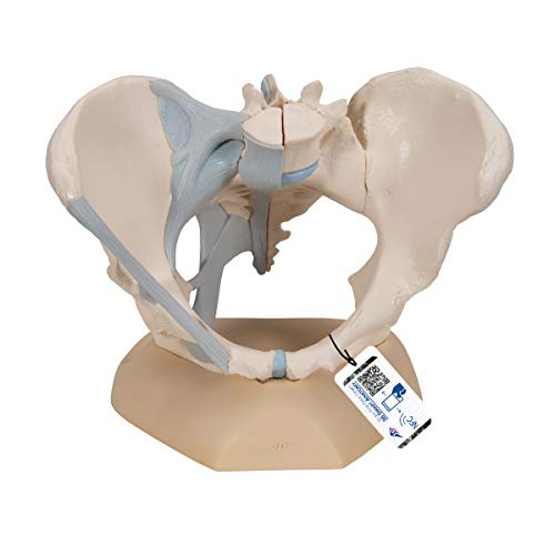 Image of 3B Scientific H20 /2 Female Pelvis w / Ligaments 3 Part - 3B Smart Anatomy