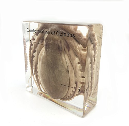 Octopus Specimen（3" X 3" X 1"） #TOP1