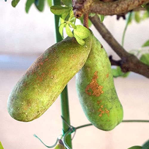 Amazon.co.jp: あけび 【五葉アケビ】 5号ポット苗 : DIY・工具・ガーデン