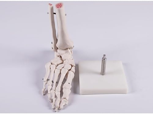 Biadahirea BIADAHIREAGGA1030 Human Foot Skeleton Model thumb #5