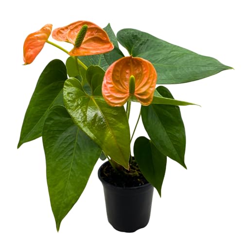 BubbleBlooms Anthurium Coral, Orange - ish in a 4 inch