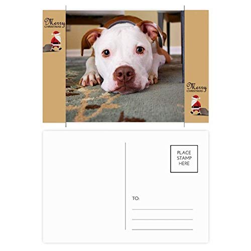 Cartes de remerciement bouledogue blanc pour correspondance et message