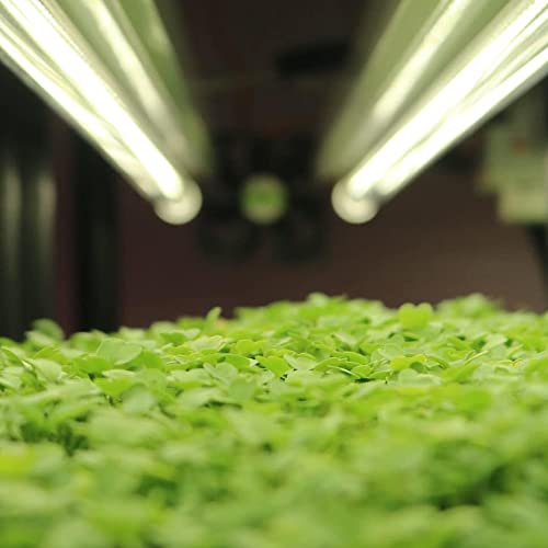 Active Grow T8/T12 High Output Ballast Bypass 4Ft Led Grow Lamp - For Indoor Plants, Microgreens, Veg & Bloom - 22W Led Tube - Sun White Full Spectrum High Cri 95 - Direct Wire 120-277V - 4-Pack #TOP3