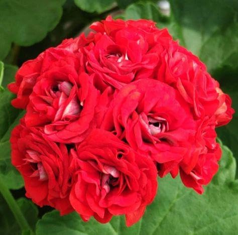 ★アイボリーに赤い花の銘仙★ 楽天市場】仙翁花 センノウ 赤花 4号鉢 : 千草園芸