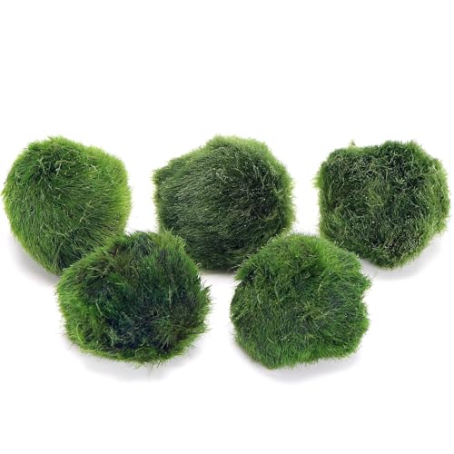 k2aqua 5 Marimo Moss Balls, Always Fresh Live Aquarium Plant, Cladophora aegagropila - Image 3