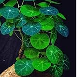 XL Large Stephania Cephalantha Bulb Size 3' to 3.5' Wide, Large Size for Fast Growing Stephania Plant Indoor Outdoor, Erecta Caudex Like, Rare Succulent Houseplant